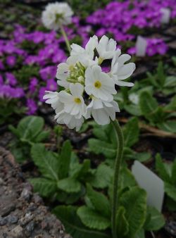 Primula denticulata white - 8cm pot 